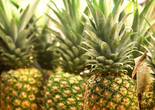 Pineapple Plant