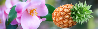 Pineapple, the primary source of bromelain, and the sapporo japonica flower, a botanical source of quercetin.