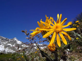 Arnica Montana Plant