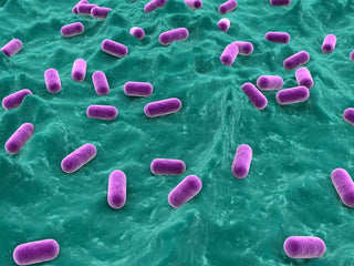 Lactobaccillus - Our Friendly Bacteria