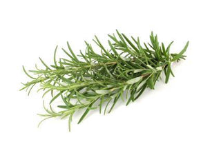 Rosemary