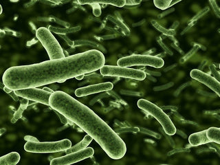 Should I Take a Probiotic?